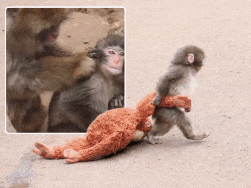 Baby-aapje Punch werd verstoten door zijn moeder en hechtte zich aan een pluchen knuffel. Uit nieuwe beelden blijkt dat hij dan toch vriendschap vindt bij de andere aapjes (inzet).