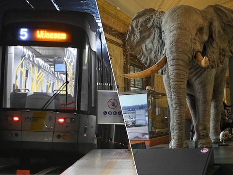 Ter illustratie: de metro in Antwerpen en een olifant in AfricaMuseum.