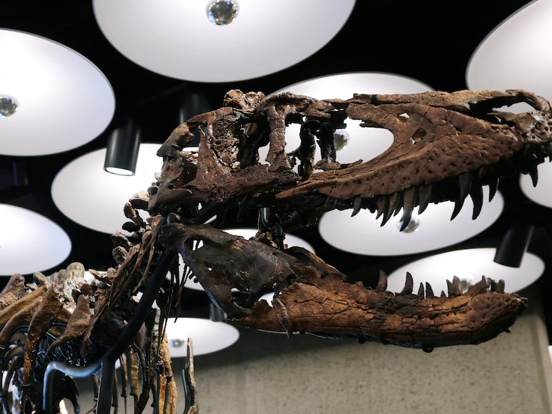 Het skelet van een Nanotyrannus met bijnaam Jodi.