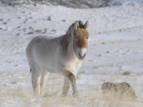 Een Przewalski-paard