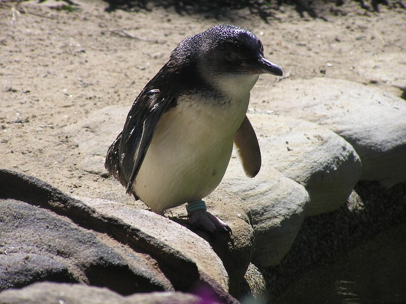 Dwergpinguïns worden in het wild geregeld gezien aan de Nieuw-Zeelandse en zuid-Australische kust.