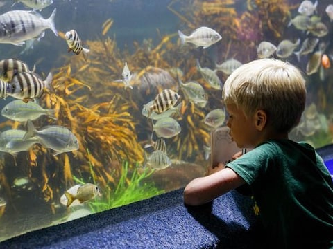 Aquashow van Gracilis brengt kleurrijke onderwaterwereld naar Hoboken