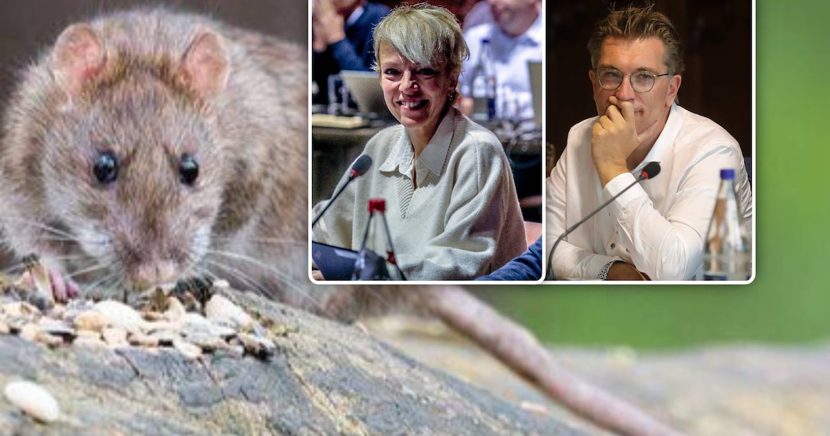 Ratten blijven voor beroering zorgen in Brugge: “Mijn kinderen moeten hun best doen om geen rat omve