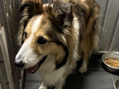 Verloren gelopen hond