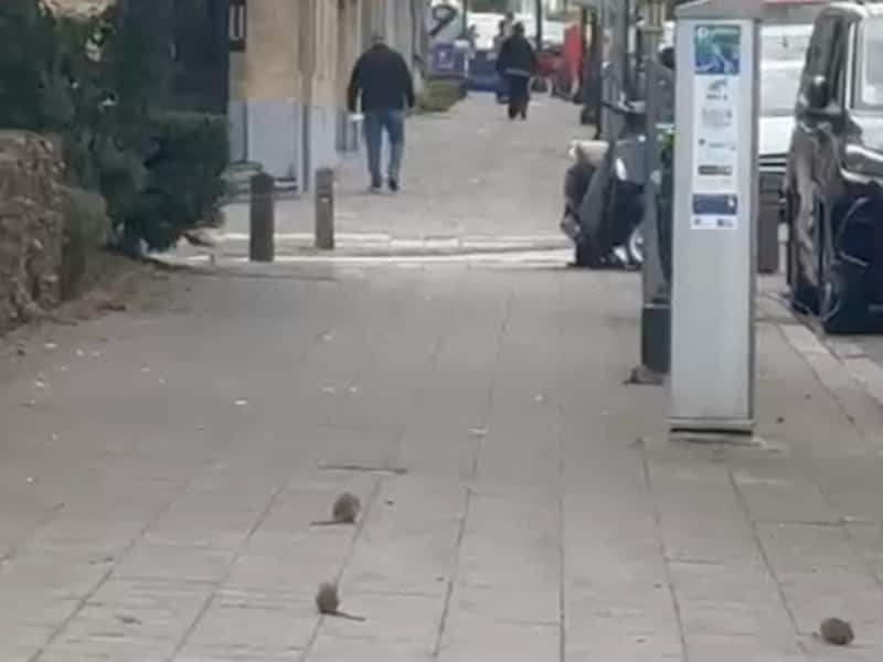 Op de beelden zijn verschillende ratten tegelijk te zien, verspreid over het voetpad en de straatkant in Schaarbeek.
