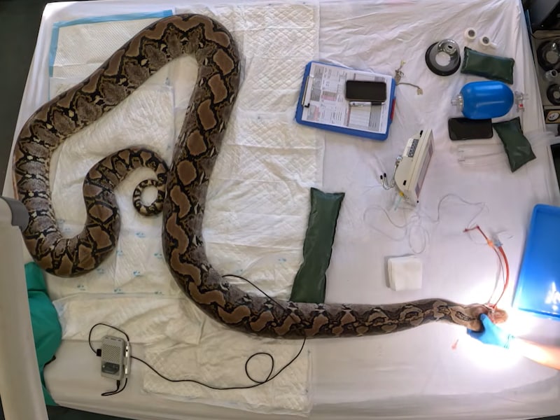 Python in Britse dierentuin krijgt als eerste slang elektrochemotherapie