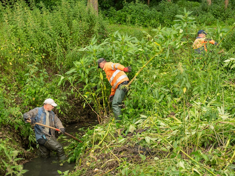 Provincie grijpt in tegen invasieve planten langs Molenbeek: “Risico op wateroverlast en brandwonden”