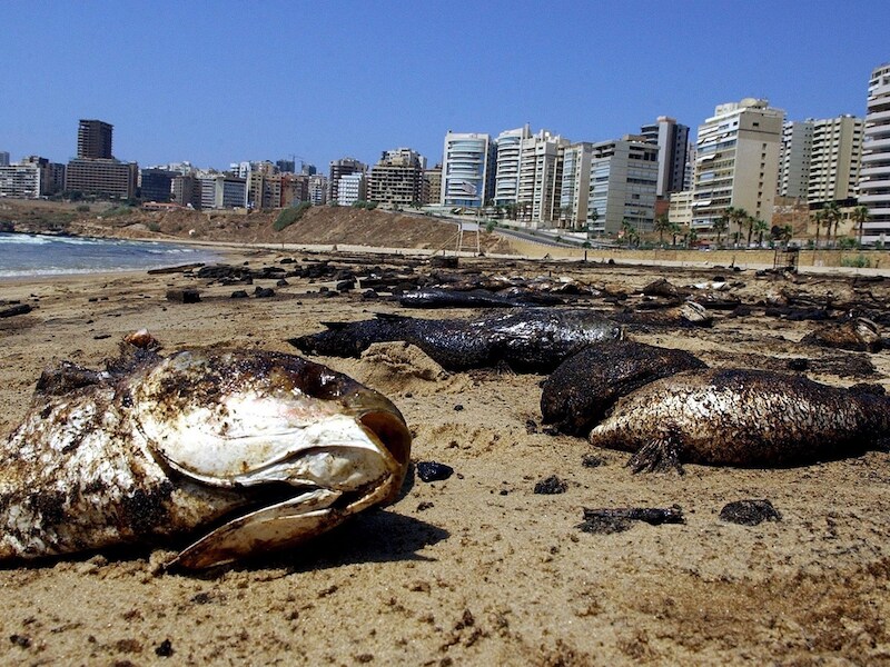 Duizenden met olie besmeurde vissen op het strand van Libanon in 2006.