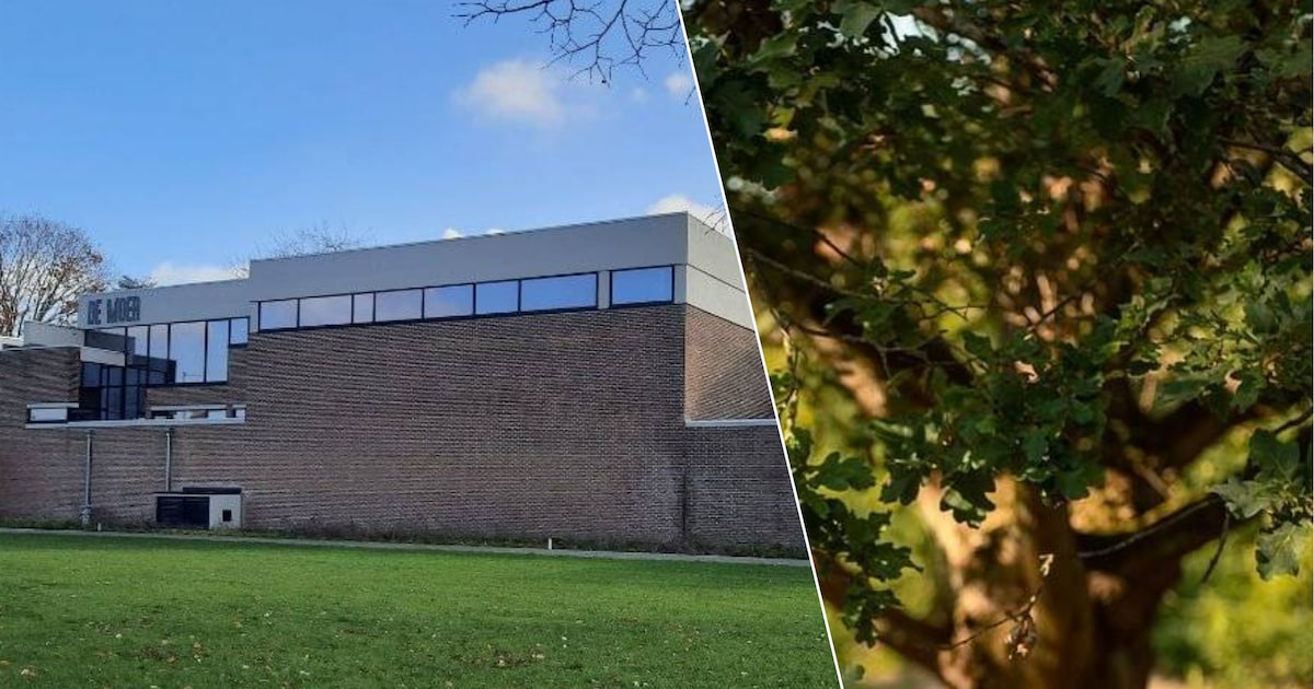 Eeuwenoude bomen in beeld tijdens expo ‘Houtig erfgoed’: “Inclusief bijzondere bomen uit Vosselaar”