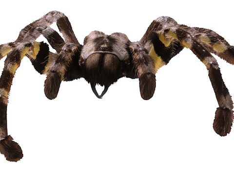 De spin zou lijken op een tarantula.