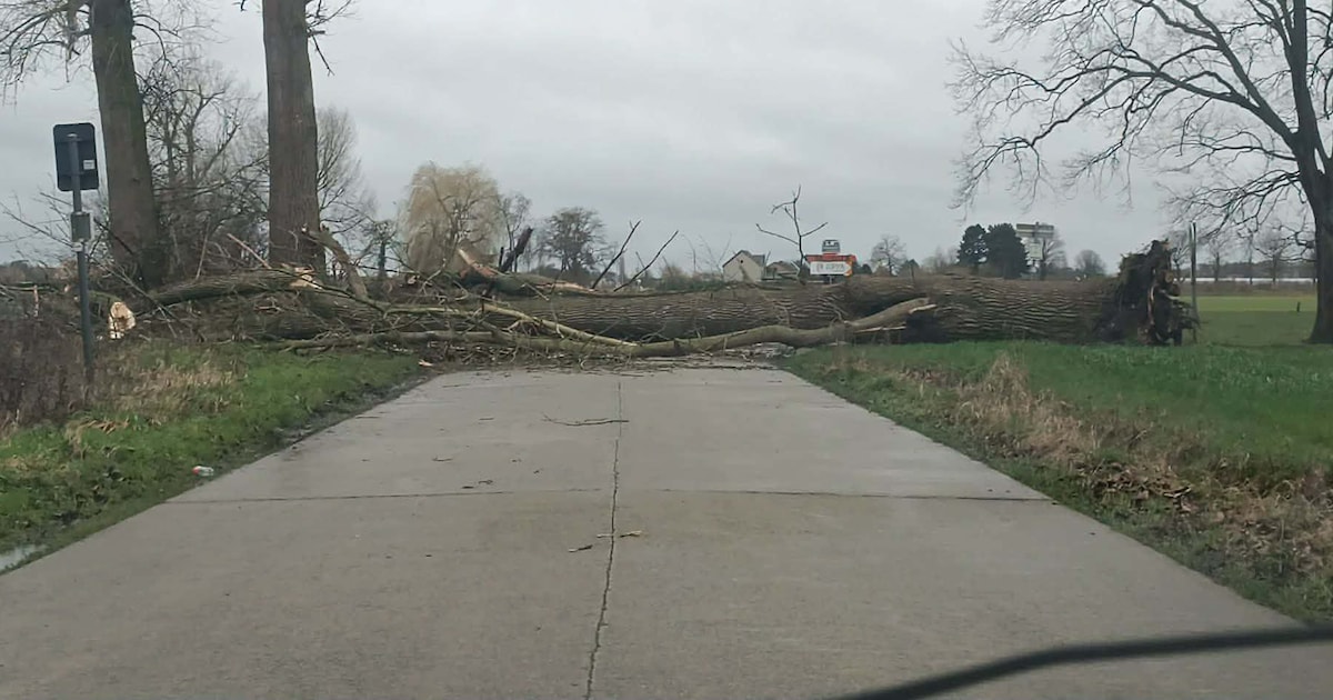 Monumentale boom waait om in Lier en ligt dwars over straat: weg richting Putte blijft hele poos afg