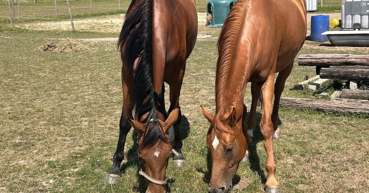 Bizarre ontknoping van diefstal jonge fokpaarden: daders brengen dieren terug naar weide