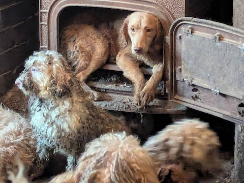 Deze honden werden gevonden in een kleine studio in het Verenigd Koninkrijk. Maar ook in ons land worden elke dag dieren gered van verwaarlozing.