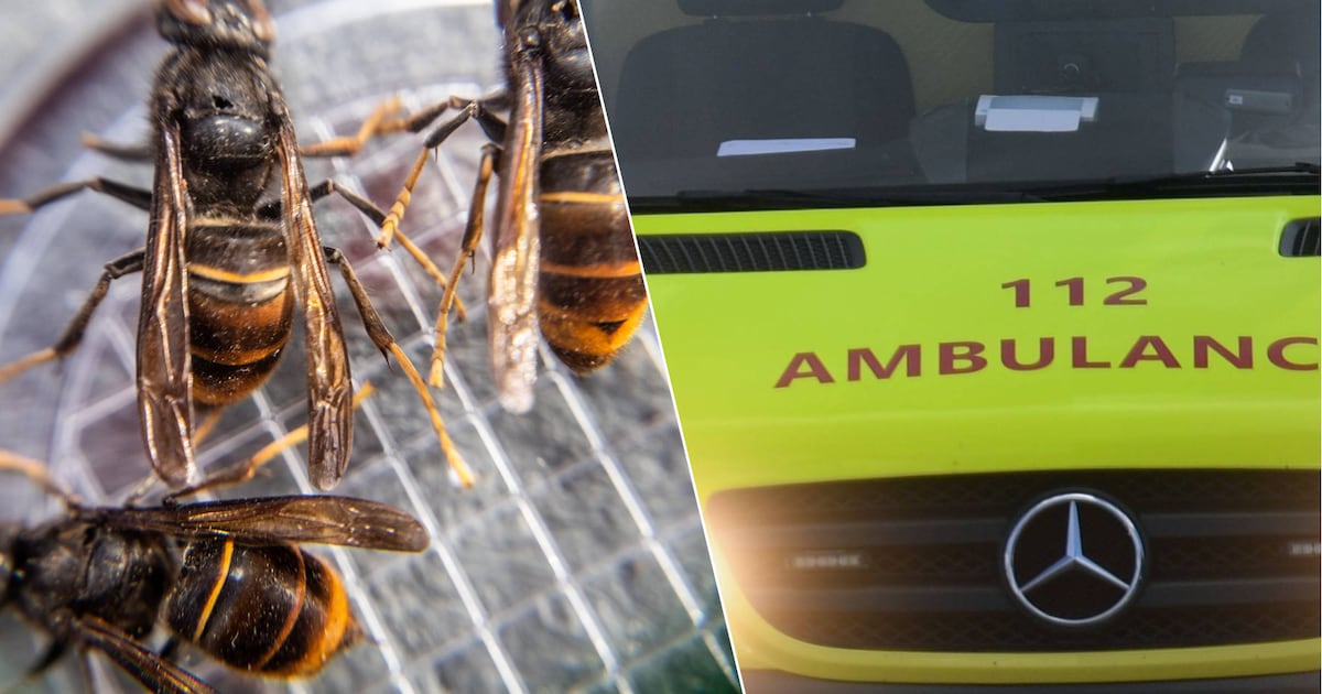 “Hij werd 50 keer gestoken”: meerdere wandelaars aangevallen door hoornaars, vier mensen opgenomen i