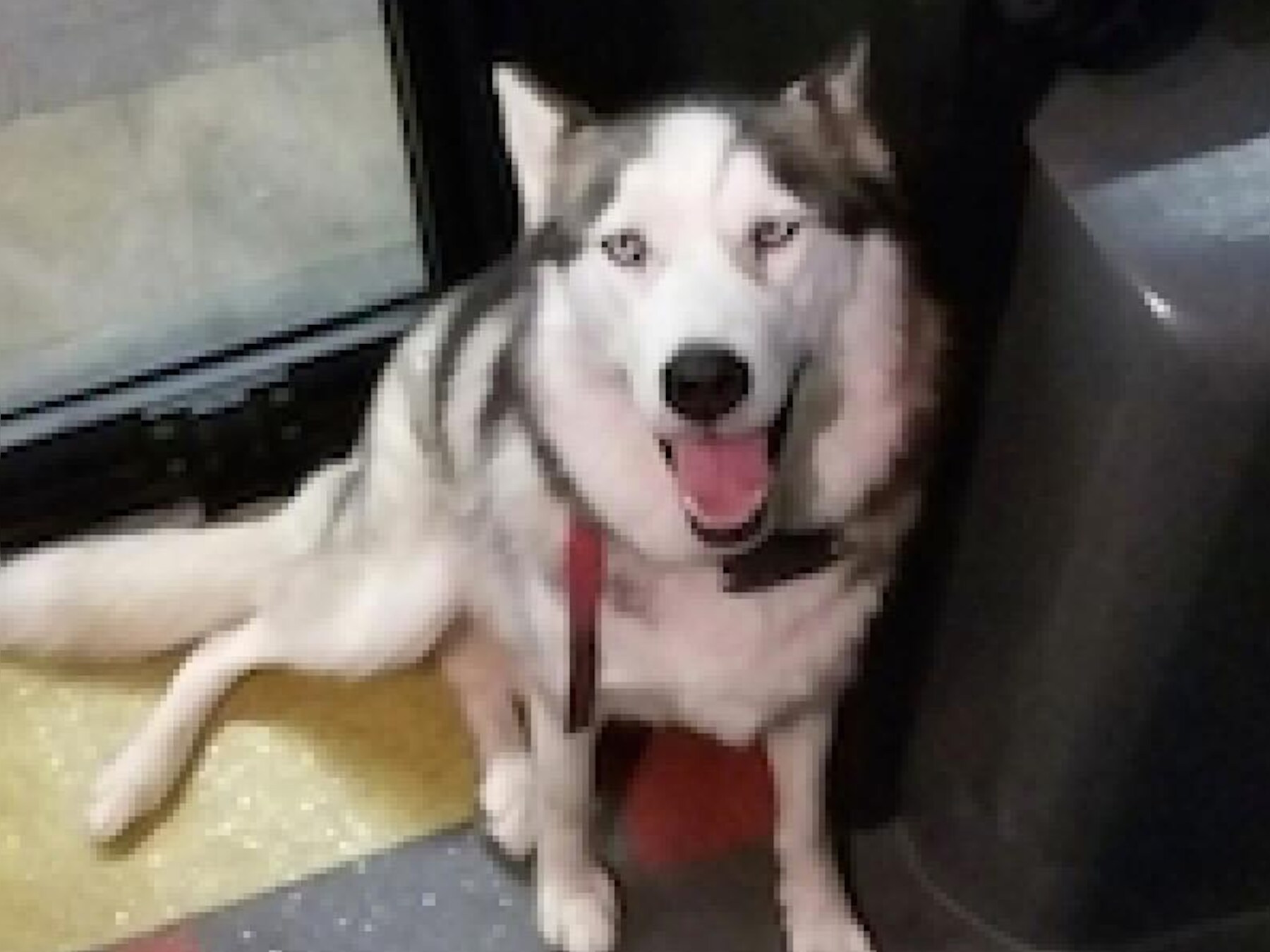 De Husky wacht geduldig tot hij mag uitstappen.