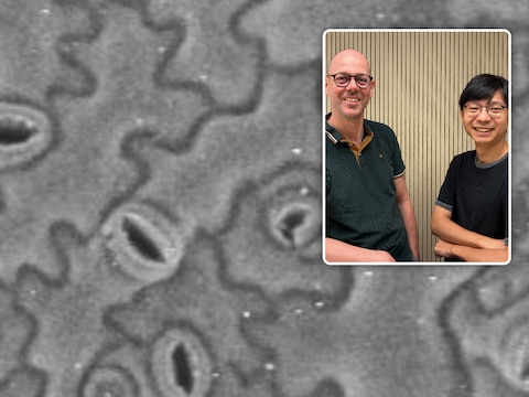 Huidmondjes op een bladoppervlak. Inzet: Prof. Ive De Smet en Shao-Li Yang. 