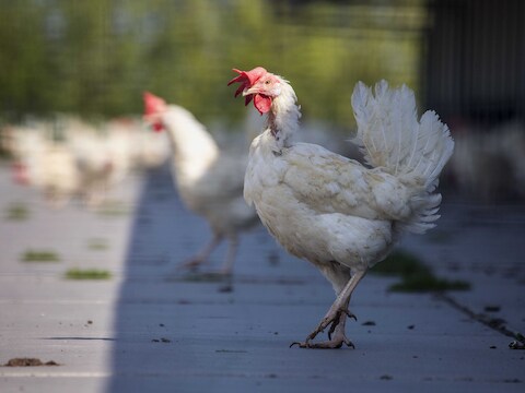 In Bitsingen (Luik) werd een nieuwe besmetting met vogelgriep vastgesteld.