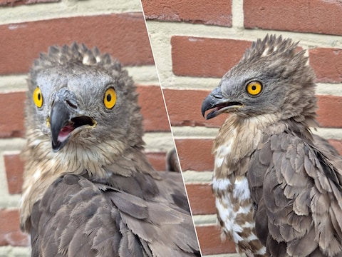 Na de eerste zorgen en stabilisatie in de opvang werd de vogel snel overgebracht naar het Natuurhulpcentrum.