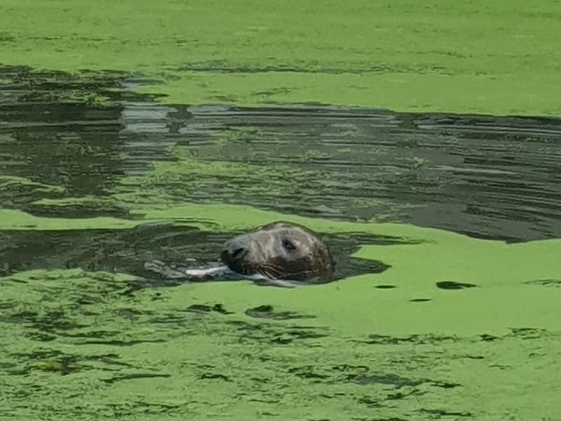 Een lezer kon de zeehond spotten aan het Baudelopark.