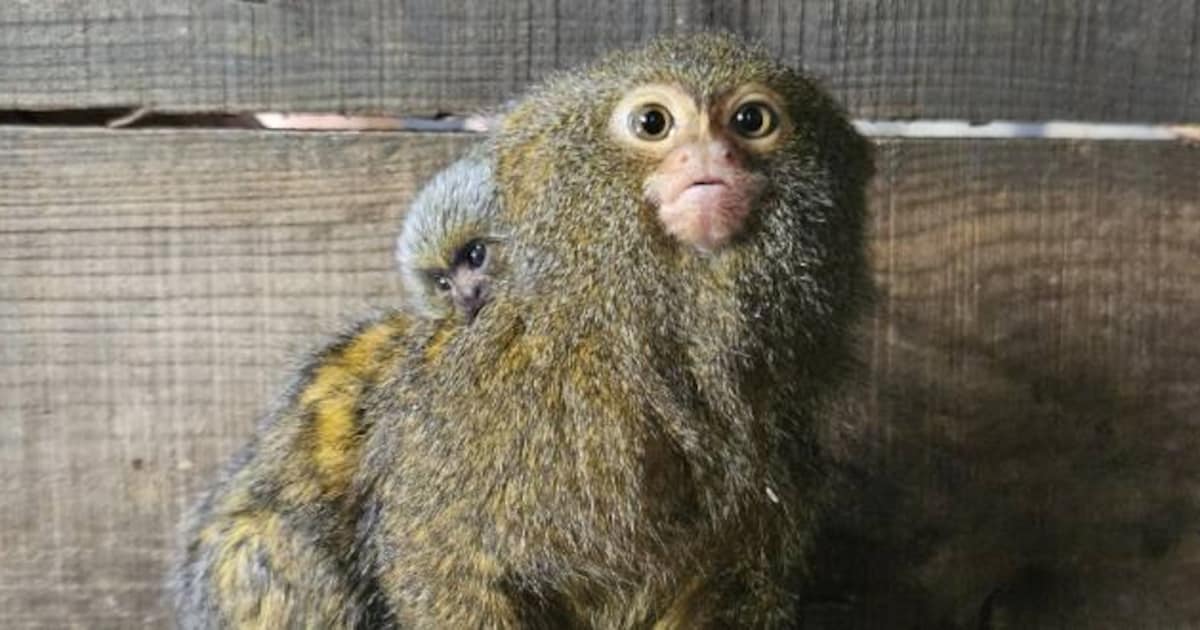Verrassing in Nederlandse dierentuin: kleinste aap ter wereld is bevallen, verzorgers dachten alleen