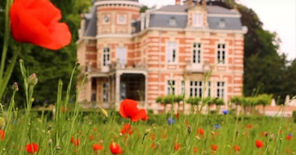 Nieuwe aanpak doet rode papavers en blauwe korenbloemen bloeien aan Kasteel van Brasschaat: “We maai