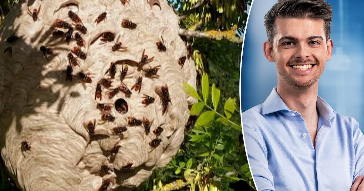 KIJK. “Per ongeluk, maar wel onze eigen schuld”, wetenschapsexpert legt uit hoe de Aziatische hoorna