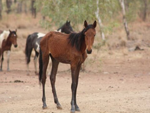Een uitgehonderd paard in de outback.