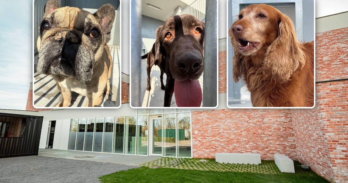 Odi, Ayla, Pipa en vele vriendjes zoeken baasje vanuit luxueus dierenasiel van 4,3 miljoen euro in K