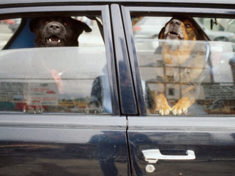 Voor alle duidelijkheid: het gaat niet om deze honden.