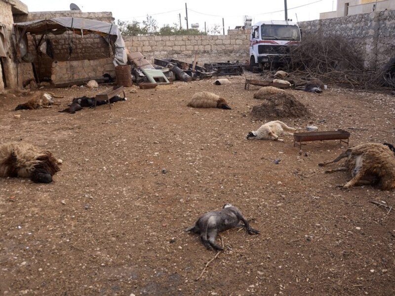 Dode dieren in de Syrische regio Khan al-Assal, nabij Aleppo, zouden het gebruik van chemische wapens door Syrische troepen moeten aantonen. De Verenigde Naties onderzoeken de beschuldigingen.
