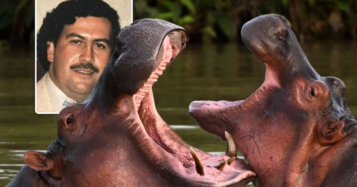 Zoon van Indiase miljardair wil nijlpaarden van Pablo Escobar opvangen