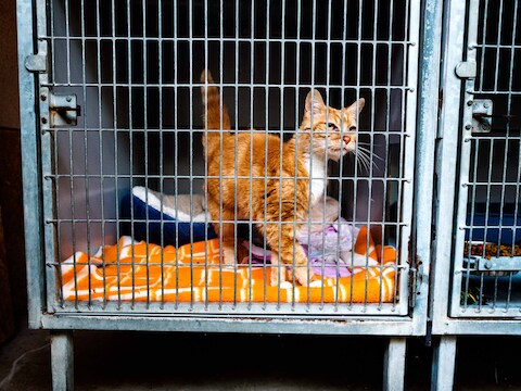 Archief: een zwerfkat die gevangen werd