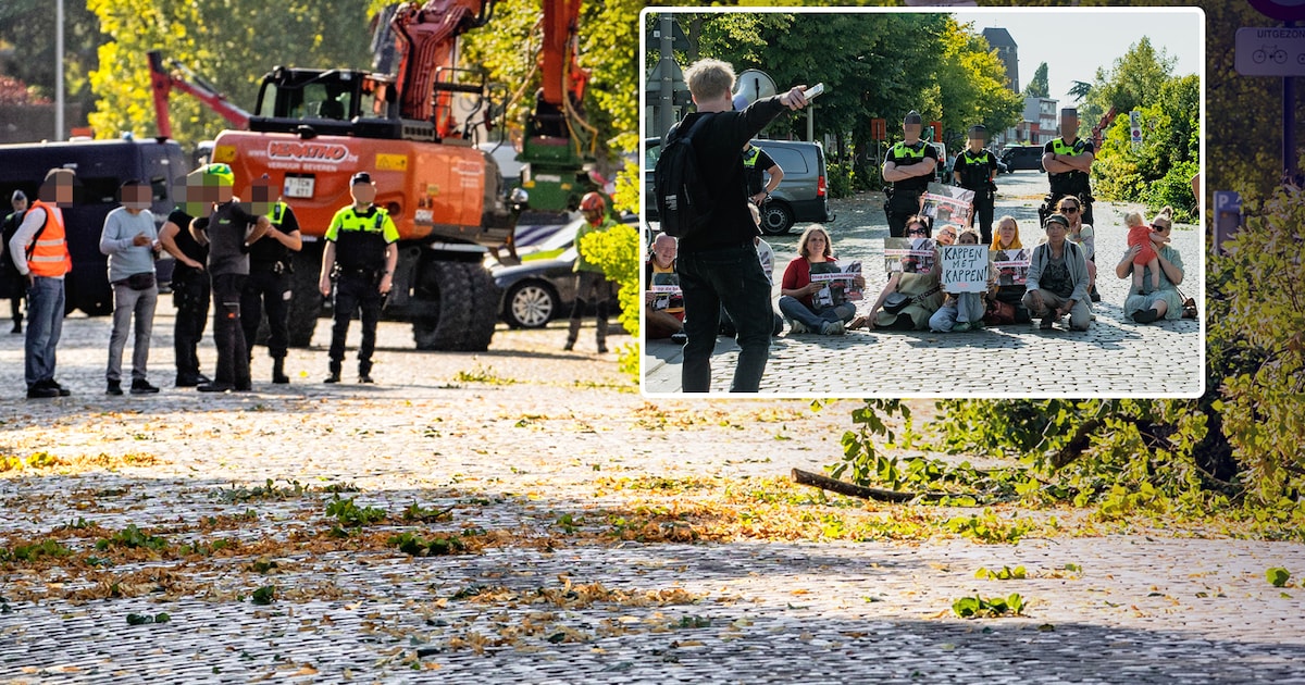 Déjà-vu in Deurne: elf ‘geredde’ bomen aan de Boekenberglei sneuvelen vanaf morgen alsnog