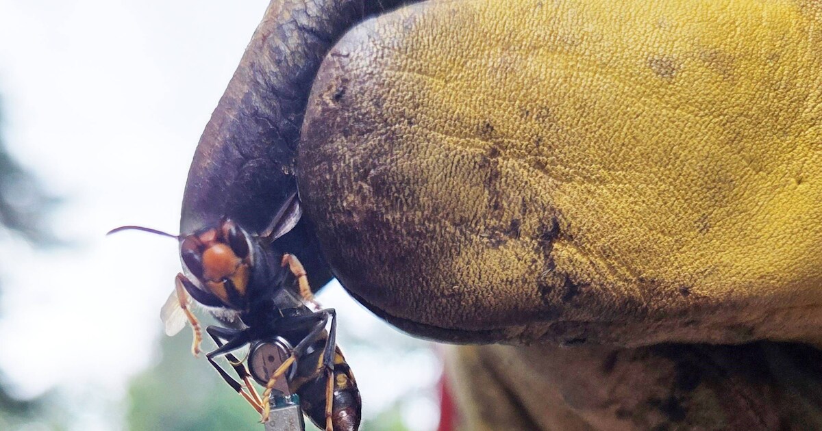 Gemeente betaalt deel onkosten terug voor verdelgen nest Aziatische hoornaar