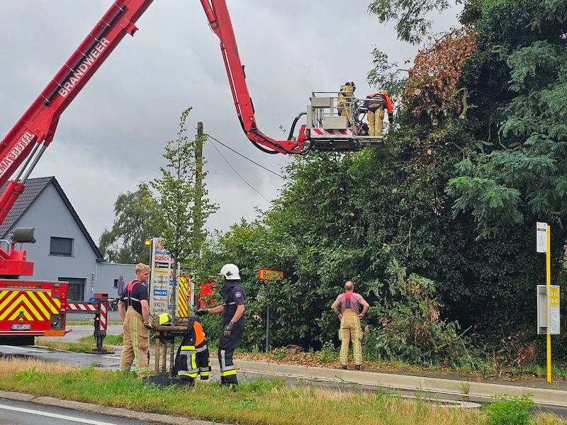Brandweer moet omgevallen boom opruimen
