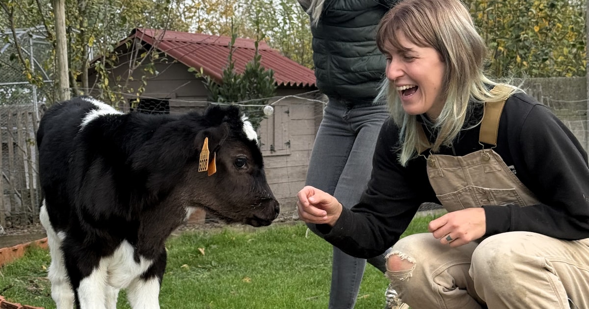 Verscholen in maïs na geboorte op weide van boer, nu krijgt kalfje Ernesto nieuwe start dankzij dier