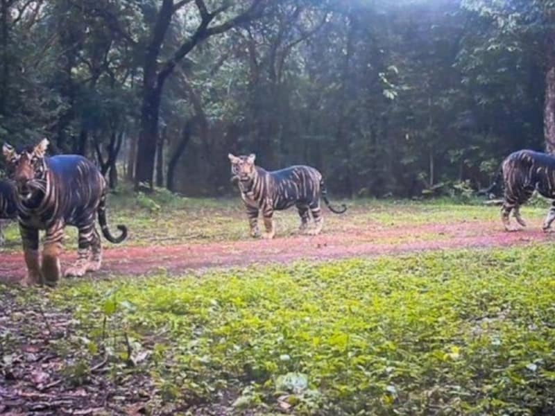 En plots verliest de tijger zijn strepen: waarom natuurherstel dit icoon van de jungle helemaal zwart dreigt te maken