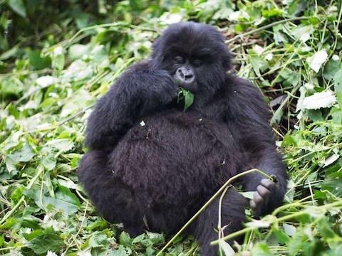 Een berggorilla in het Afrikaanse Virunga National Park