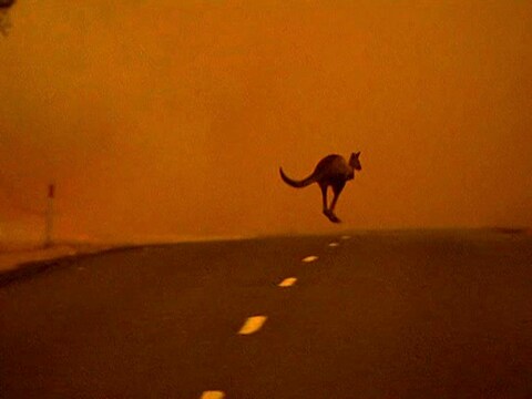 Een kangoeroe in Gippsland vlucht voor het vuur.
