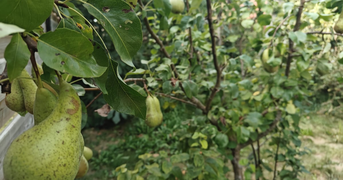 Schelle doet mee met Behaag Natuurlijk: inwoners kunnen bestelling plaatsen
