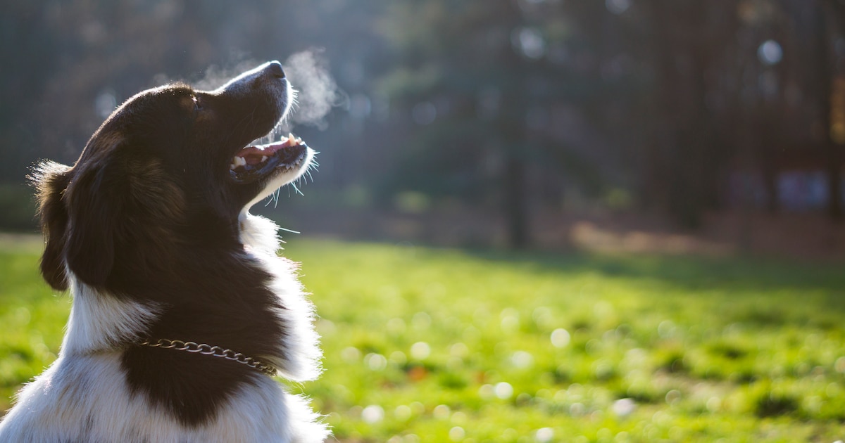 Vorig jaar meer dan 20.000 dieren geadopteerd via adopteereendier.be