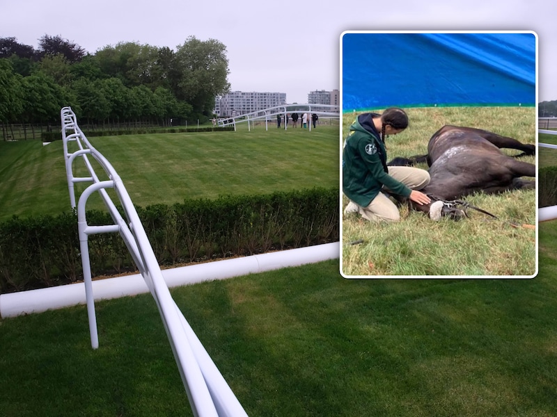 Nadat twee paarden vorig jaar sneuvelden tijdens Waregem Koerse, duimt iedereen nog meer dan andere jaren voor een rimpelloze editie
