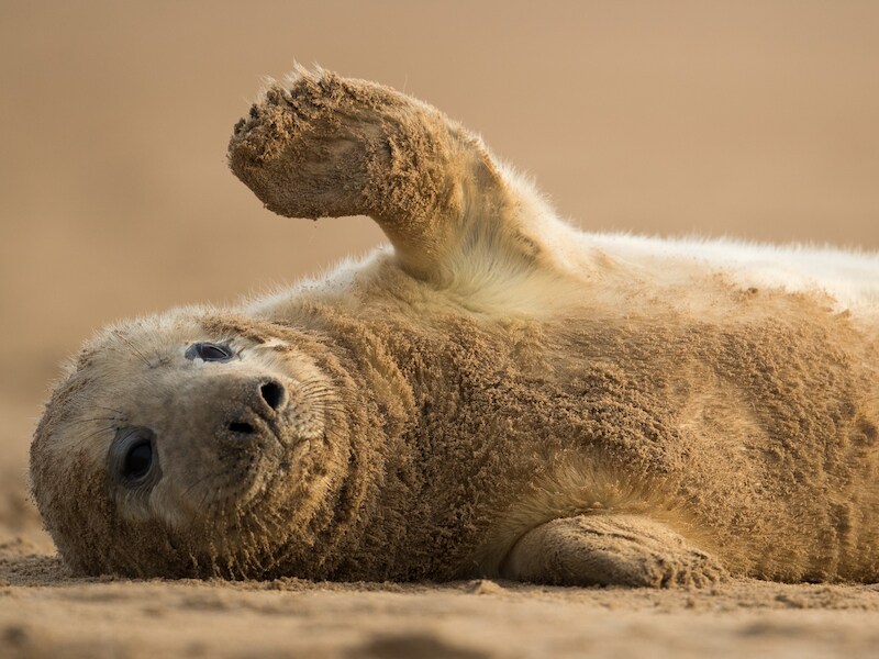 Een grijzezeehondenpup op een strand in het Engelse Louth.