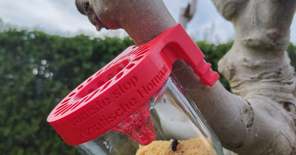 Inwoners die de Aziatische hoornaar willen bestrijden, kunnen gratis een val plaatsen: gemeenteraad 