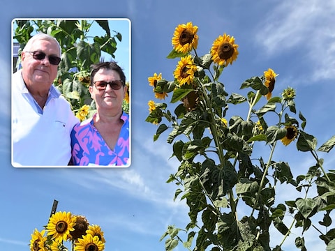 Dat de zonnebloem tot een ware reus uitgroeide, hadden Jos Emmerechts – voormalig burgemeester van Meise – en Anne Verbelen niet zien aankomen.