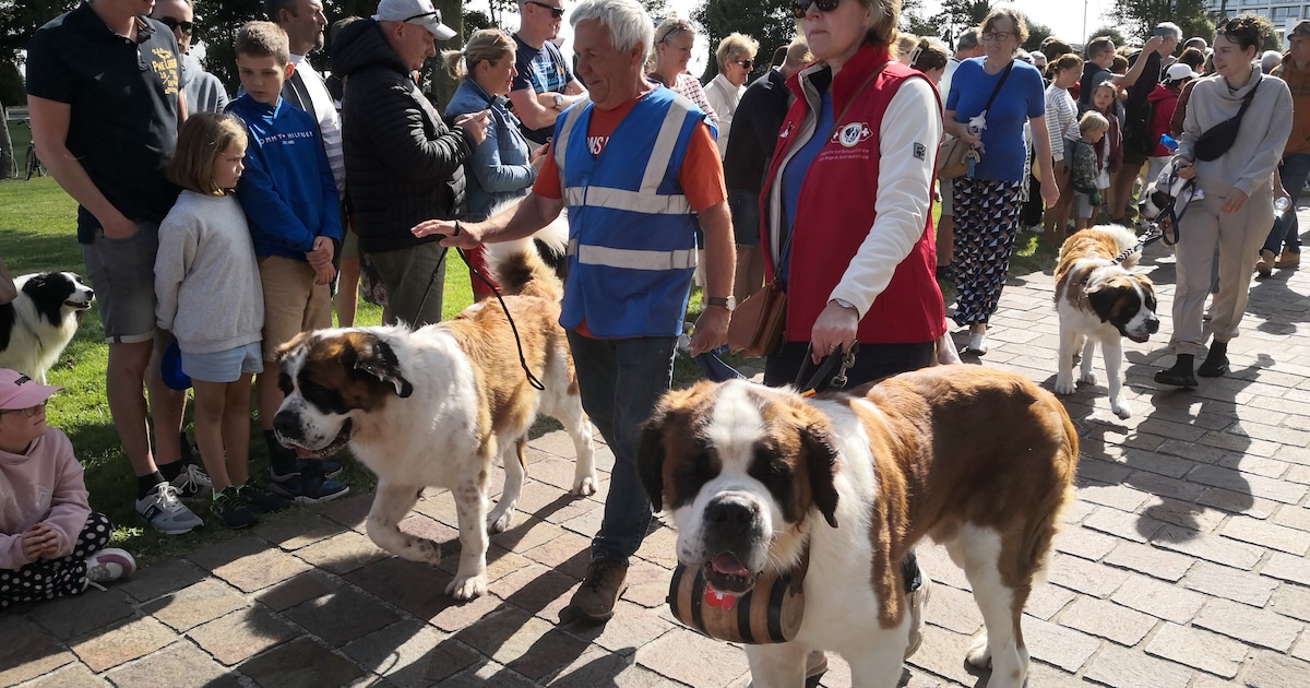 Van een recordpoging visbakken tot gezellige braderie: alles wat je moet weten over de Sint-Bernardu