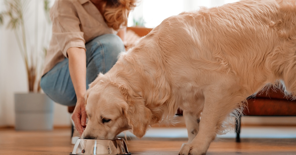 Wat heeft je hond of kat nu écht nodig? Dierenarts ontkracht marketingtrucs