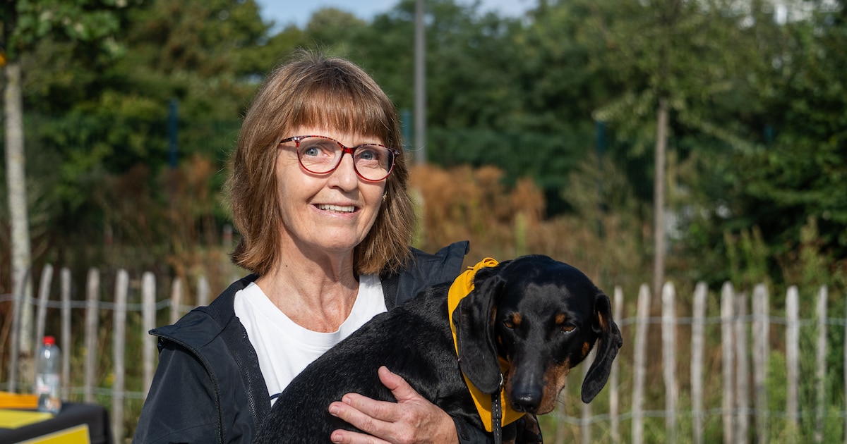 Deurne deelt gele bandana’s uit voor honden die rust willen: “Een hond kan niet zeggen: ‘vandaag lie