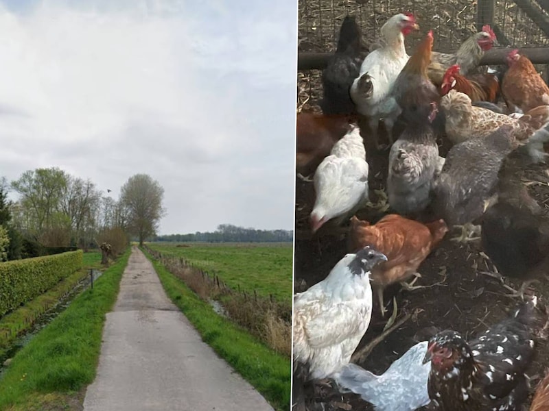 589 verwaarloosde dieren in beslag genomen op weide in Wetteren: “Grootste interventie van het jaar”