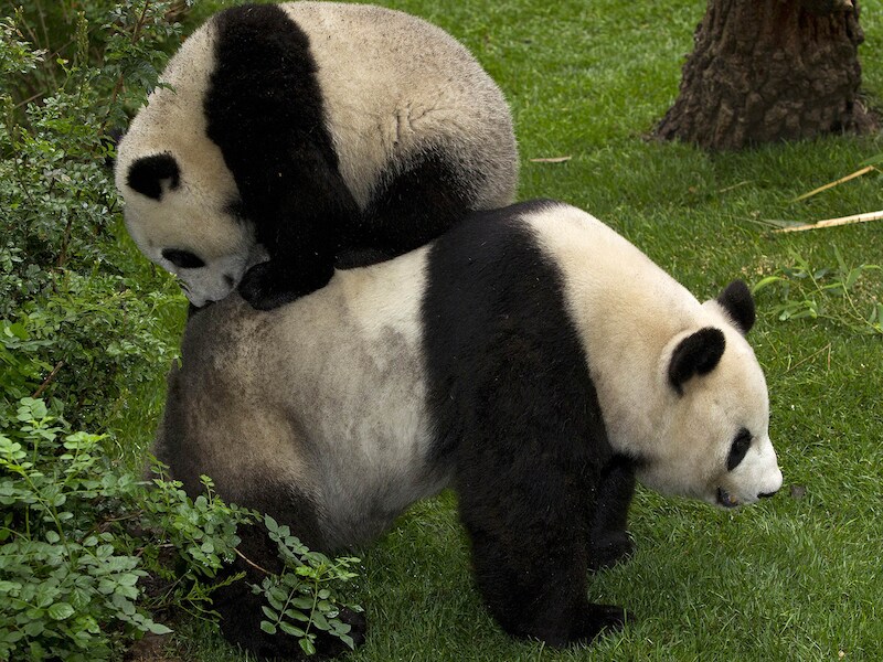 Mama Bai Yun hier met een van haar zes kindjes, Yun Zi.